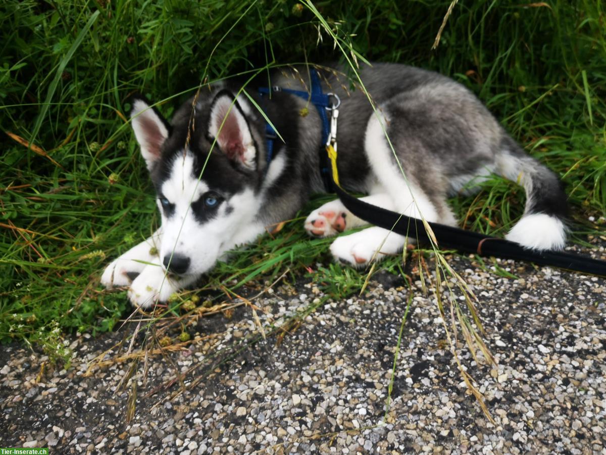 Bild 10: Sibirische Husky Welpen suchen ein Zuhause