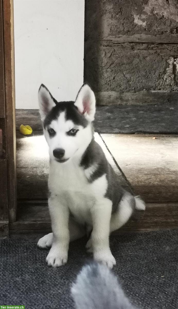Bild 2: Sibirische Husky Welpen suchen ein Zuhause