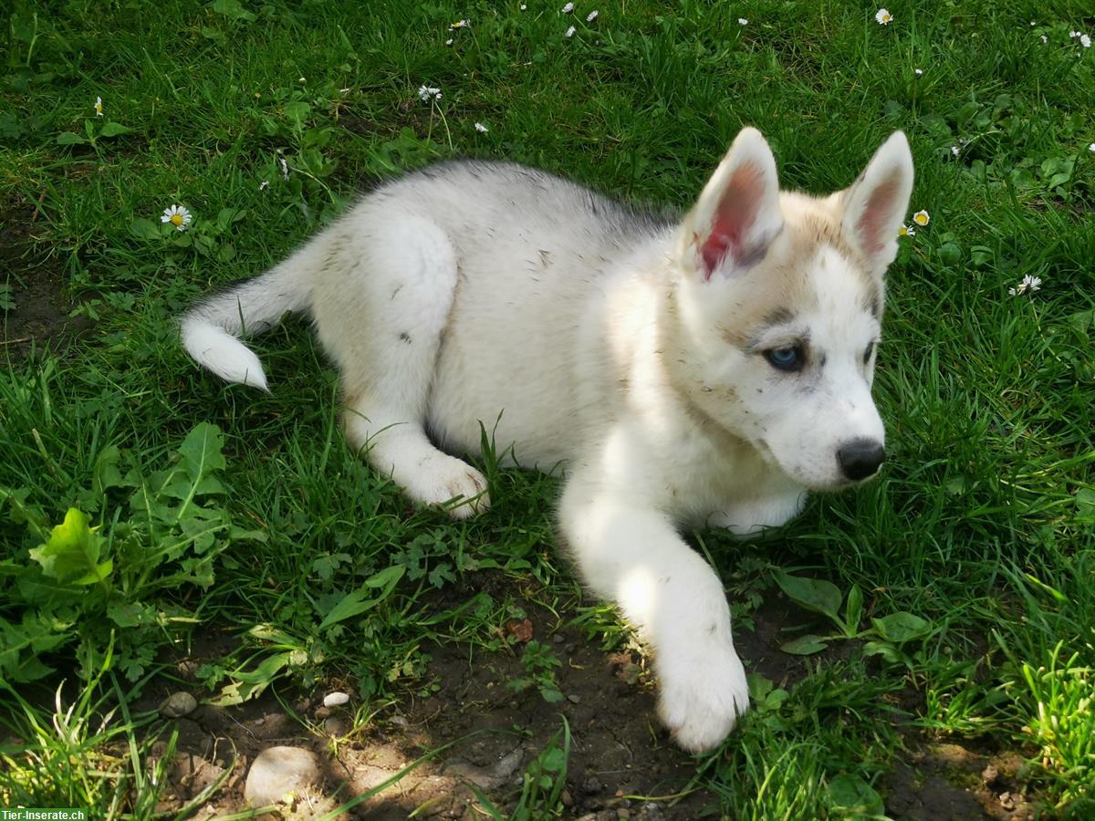 Bild 3: Sibirische Husky Welpen suchen ein Zuhause