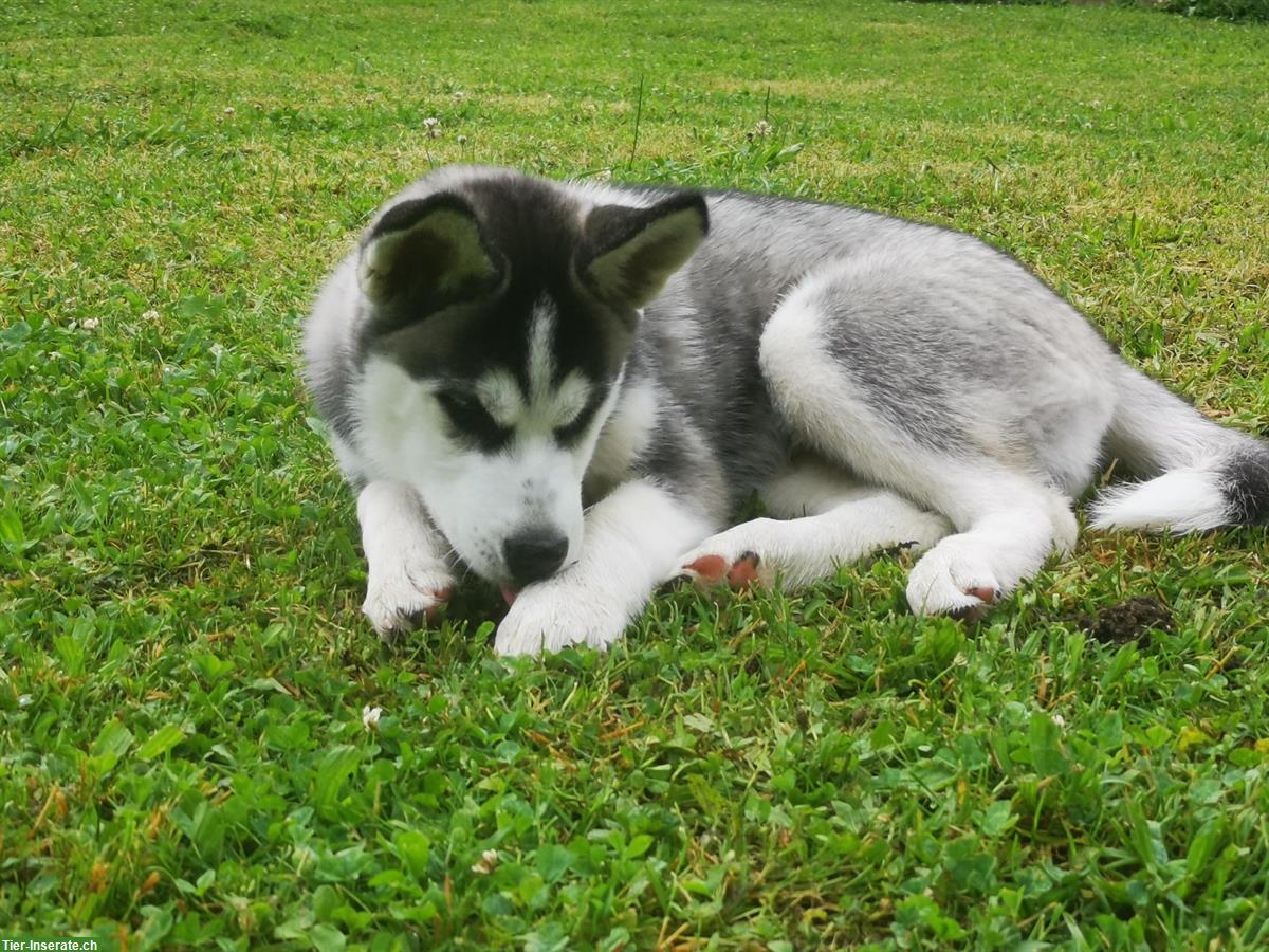 Bild 4: Sibirische Husky Welpen suchen ein Zuhause