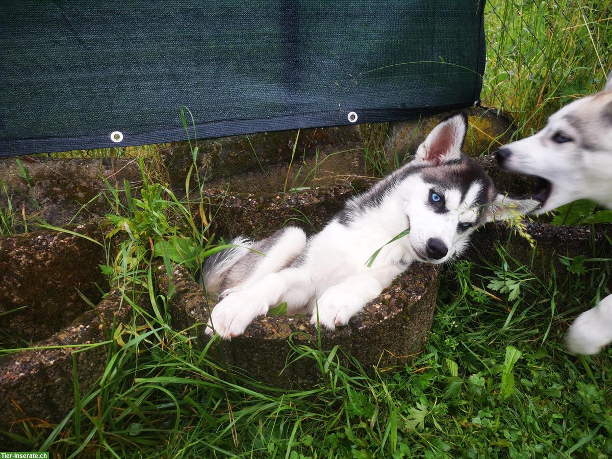 Bild 5: Sibirische Husky Welpen suchen ein Zuhause