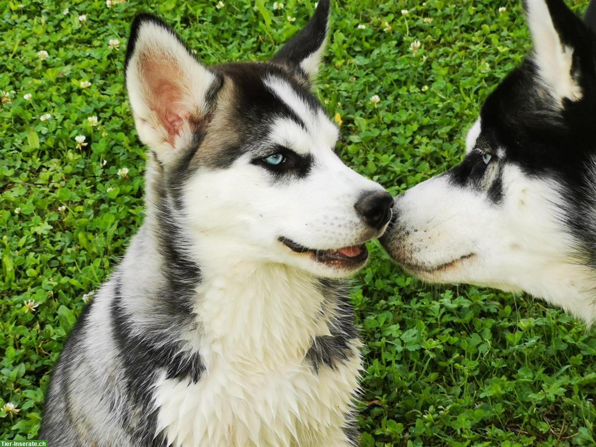 Bild 6: Sibirische Husky Welpen suchen ein Zuhause