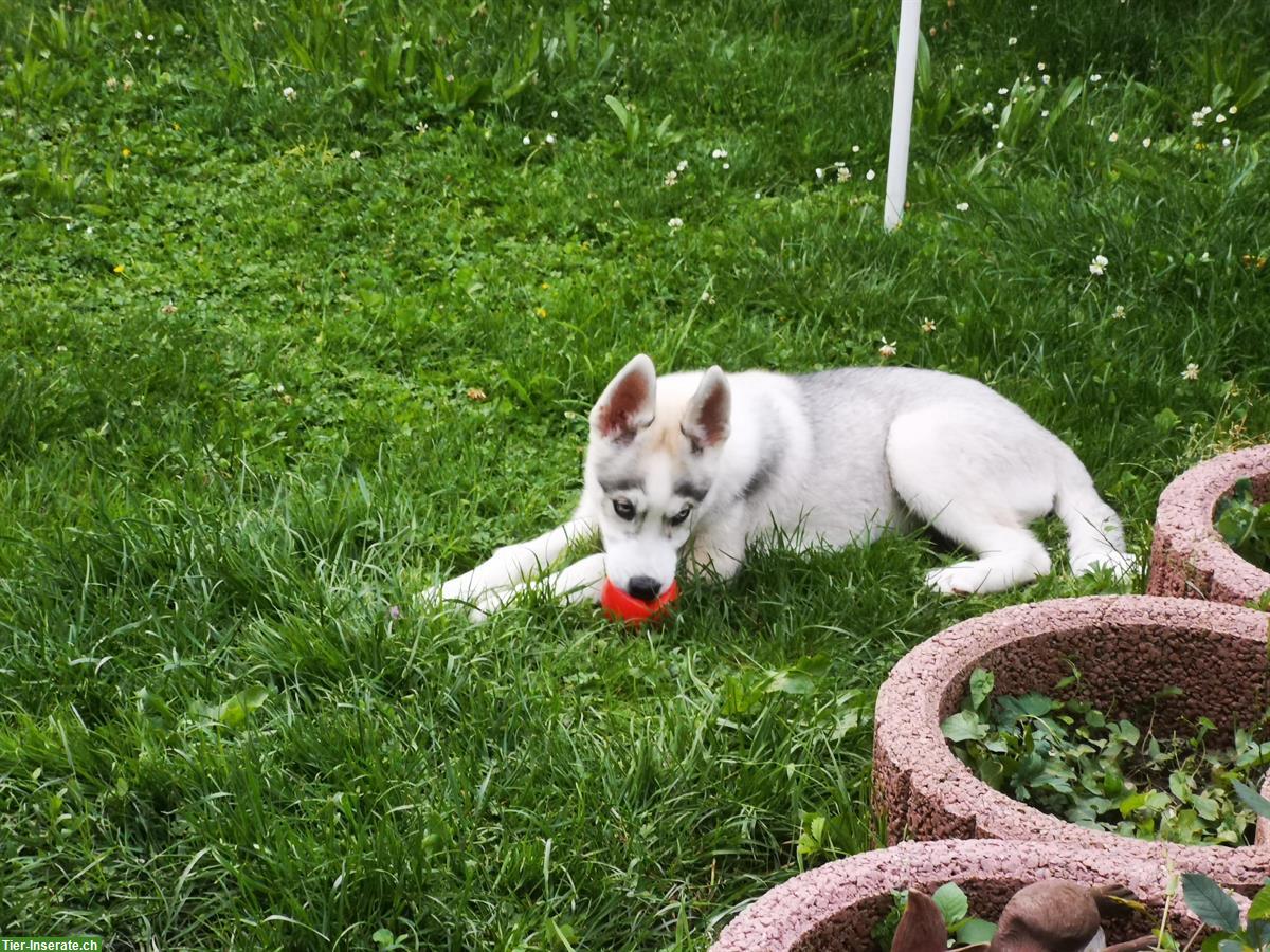 Bild 7: Sibirische Husky Welpen suchen ein Zuhause