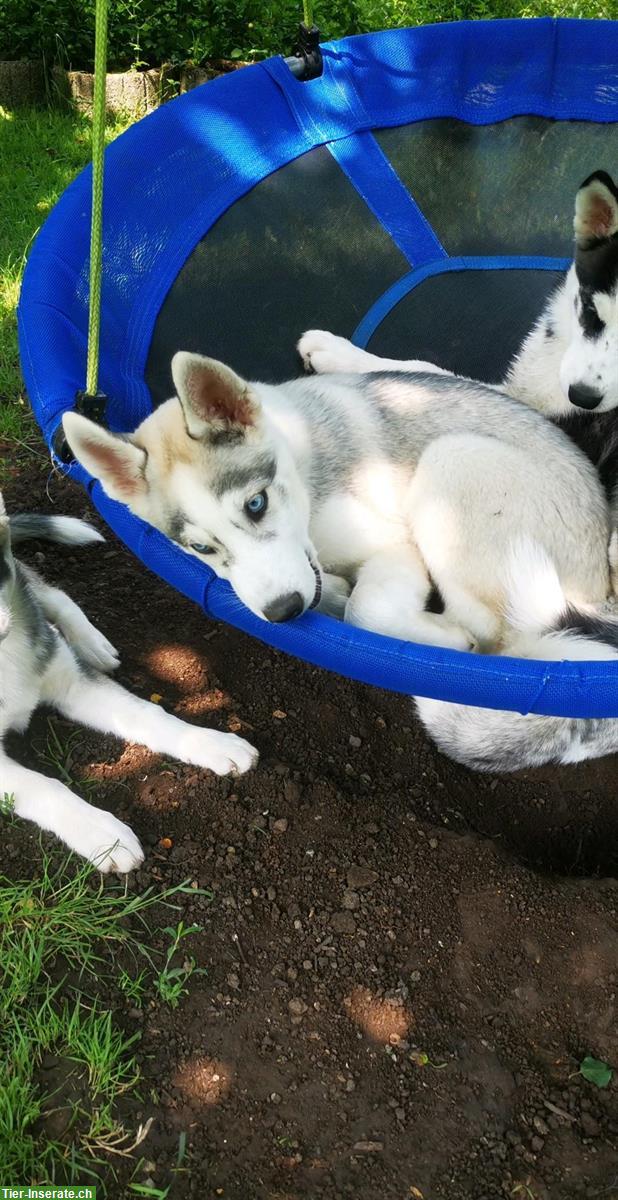 Bild 8: Sibirische Husky Welpen suchen ein Zuhause