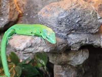 1.1 Gastropholis Prasina Paar mit Terrarium günstig abzugeben