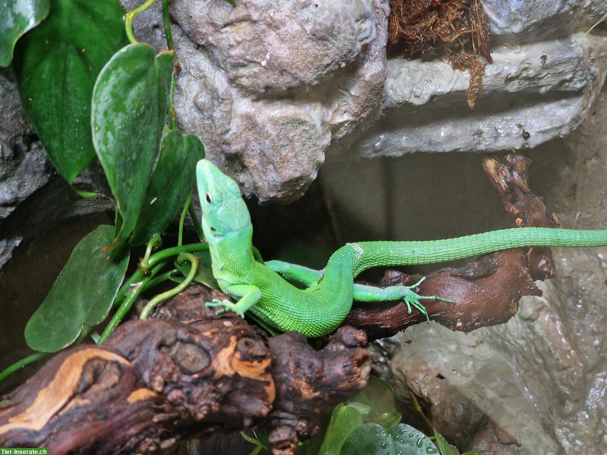 Bild 2: 1.1 Gastropholis Prasina Paar mit Terrarium günstig abzugeben