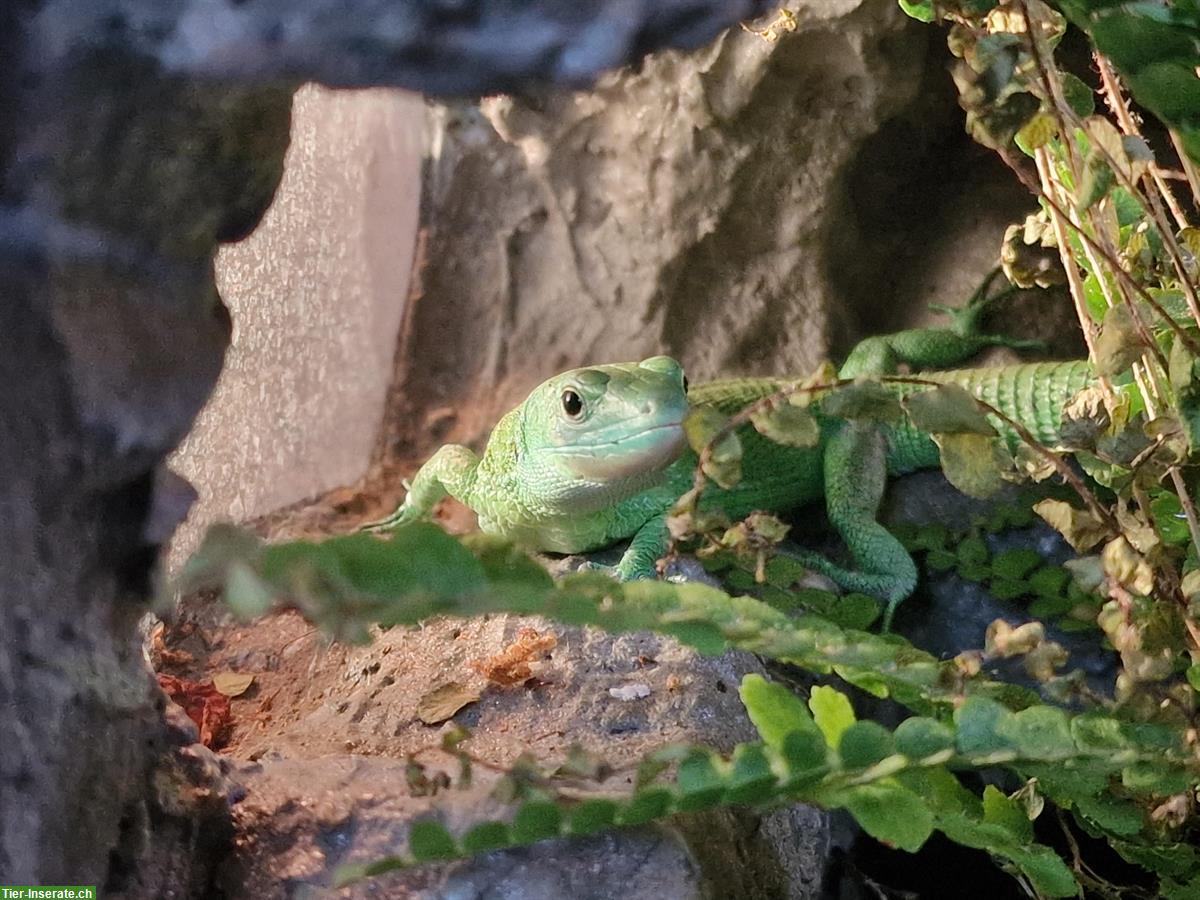 Bild 3: 1.1 Gastropholis Prasina Paar mit Terrarium günstig abzugeben