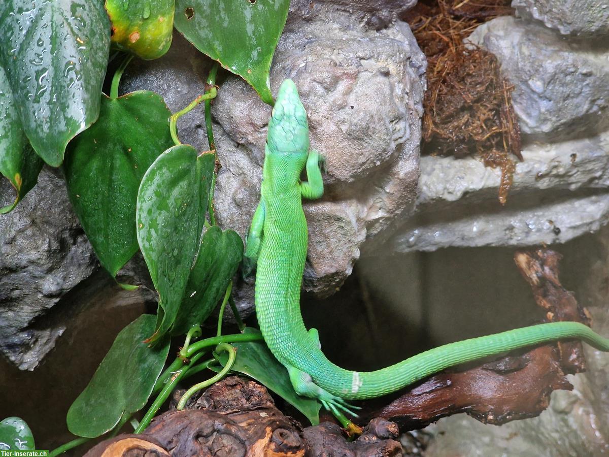 Bild 4: 1.1 Gastropholis Prasina Paar mit Terrarium günstig abzugeben
