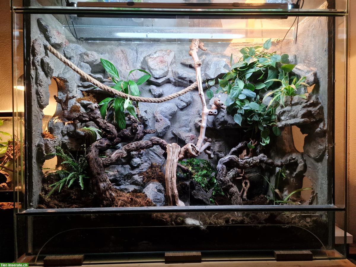 Bild 5: 1.1 Gastropholis Prasina Paar mit Terrarium günstig abzugeben