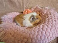 Süsse Crested Meerschweinchen Frühkastraten