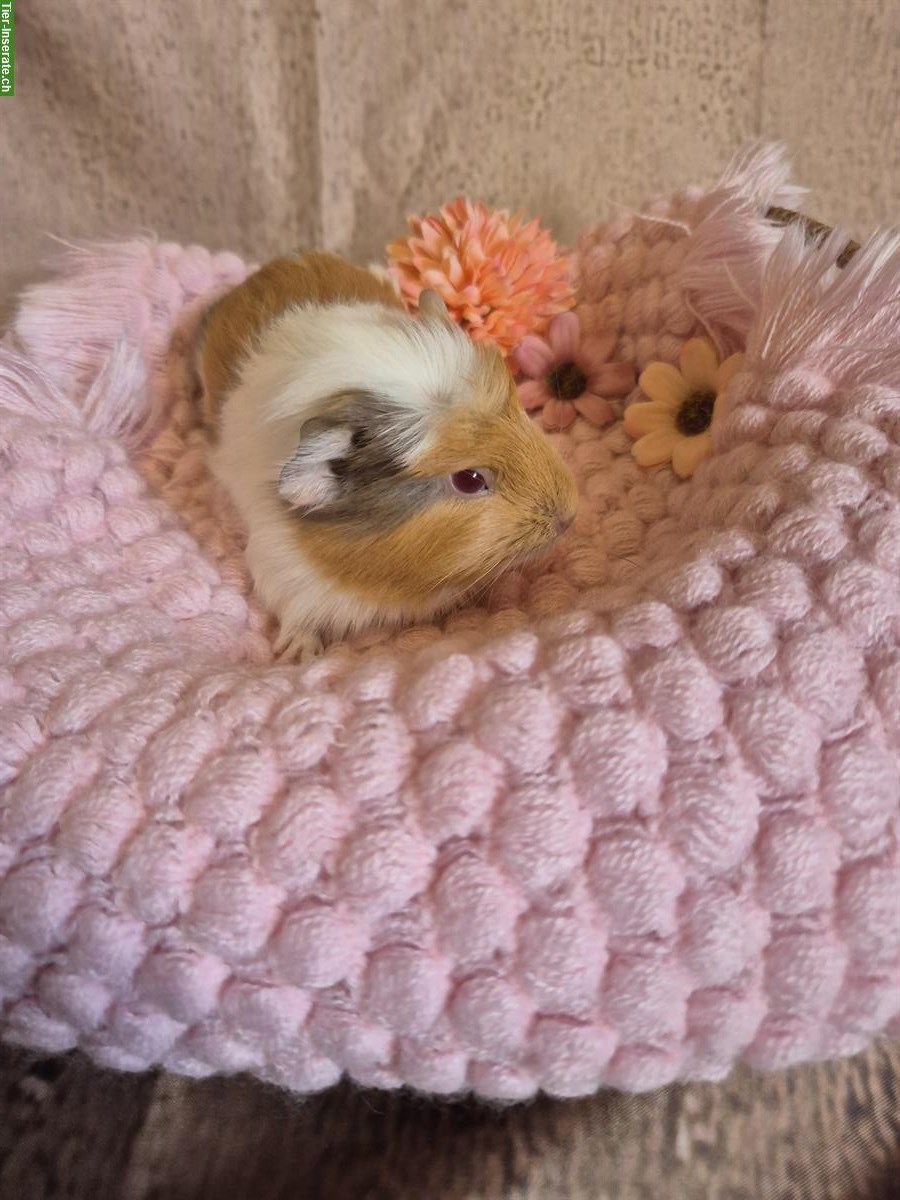 Bild 3: Süsse Crested Meerschweinchen Frühkastraten