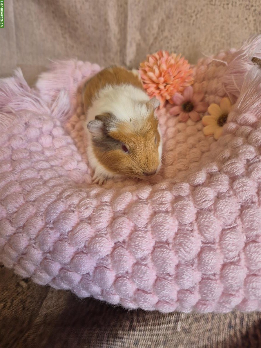 Bild 4: Süsse Crested Meerschweinchen Frühkastraten