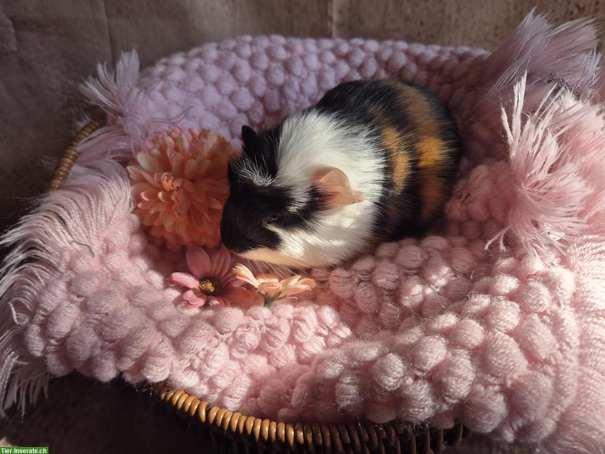 Bild 5: Süsse Crested Meerschweinchen Frühkastraten