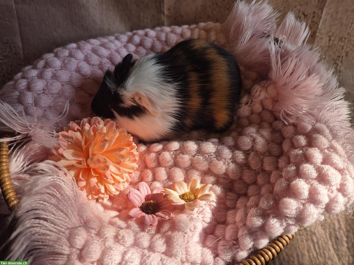 Bild 6: Süsse Crested Meerschweinchen Frühkastraten