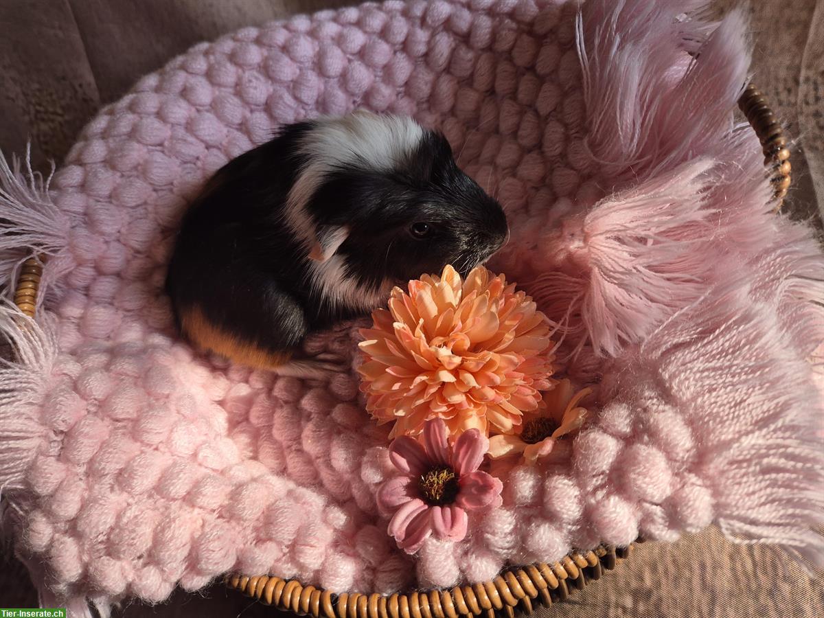 Bild 7: Süsse Crested Meerschweinchen Frühkastraten
