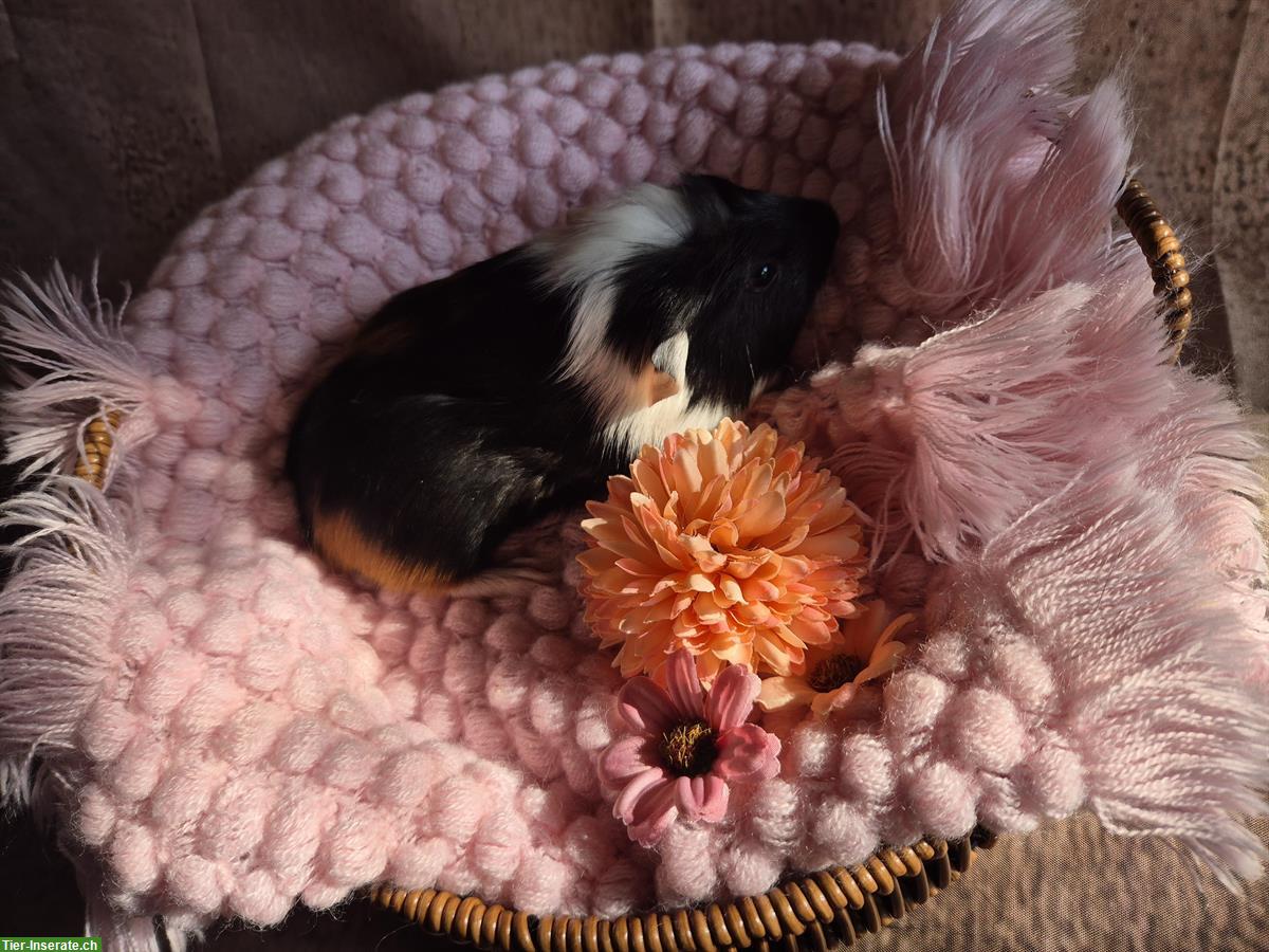 Bild 8: Süsse Crested Meerschweinchen Frühkastraten