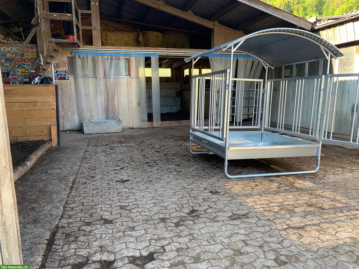 Bild 3: Offenstallplatz für Wallach in 9604 Oberrindal SG