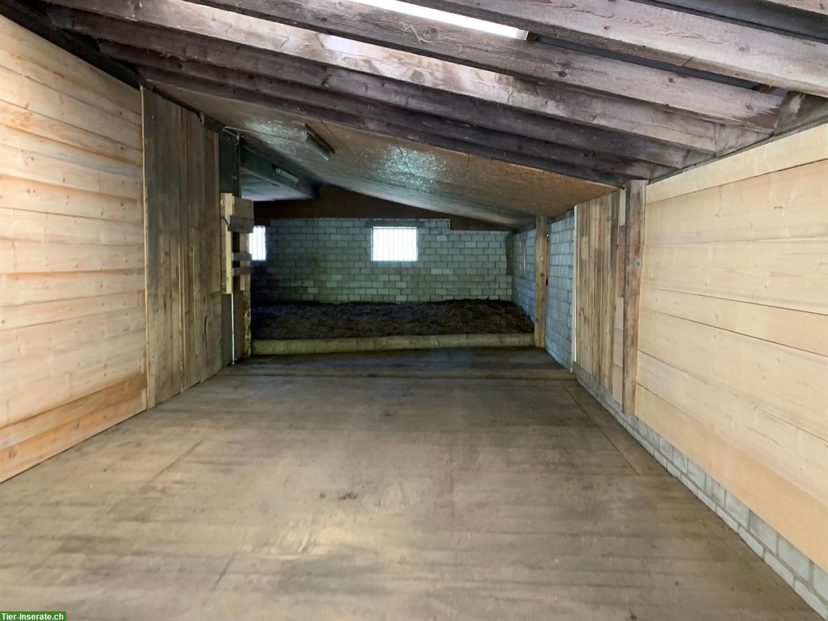 Bild 5: Offenstallplatz für Wallach in 9604 Oberrindal SG