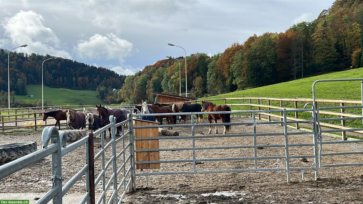 Bild 9: Offenstallplatz für Wallach in 9604 Oberrindal SG