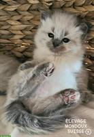 Süße Ragdoll Katzenbabys zu verkaufen