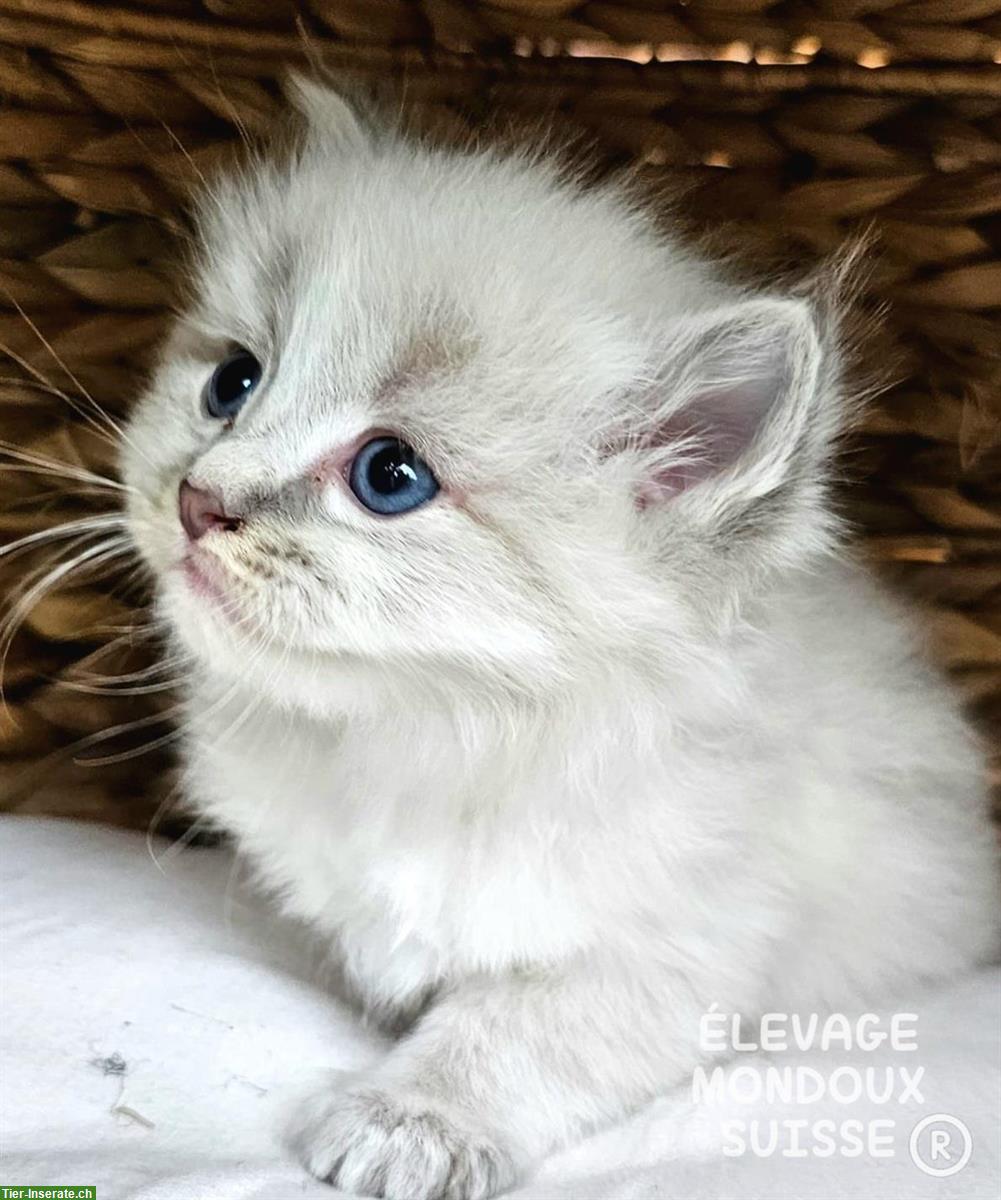 Bild 2: Süße Ragdoll Katzenbabys zu verkaufen