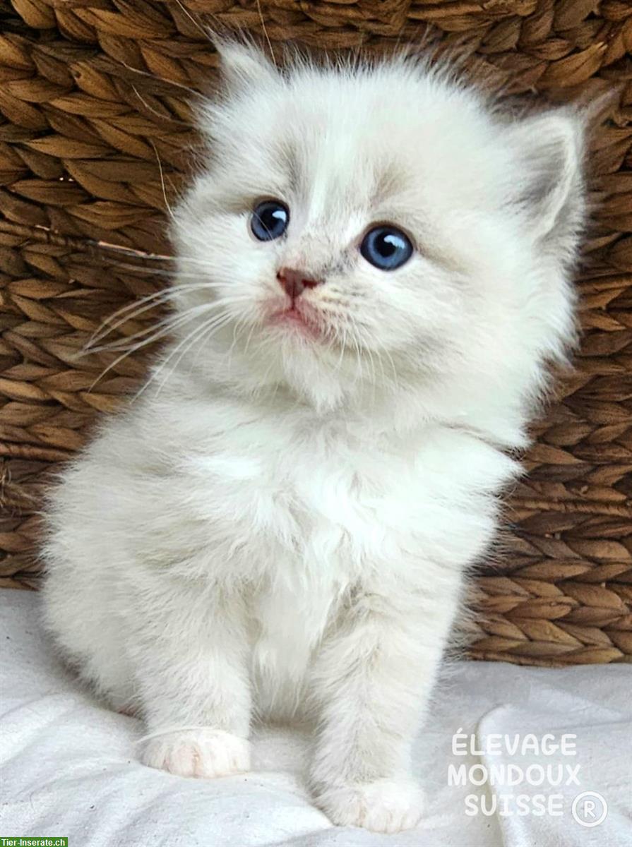 Bild 3: Süße Ragdoll Katzenbabys zu verkaufen