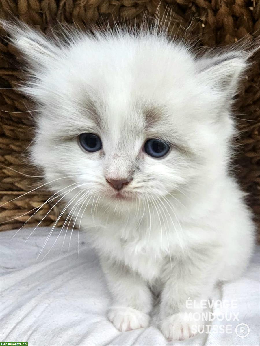 Bild 4: Süße Ragdoll Katzenbabys zu verkaufen