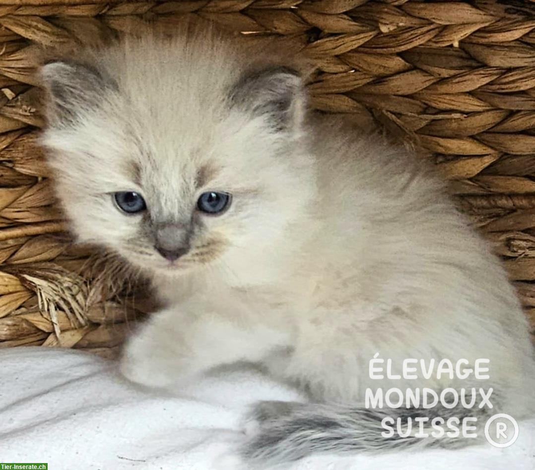 Bild 5: Süße Ragdoll Katzenbabys zu verkaufen
