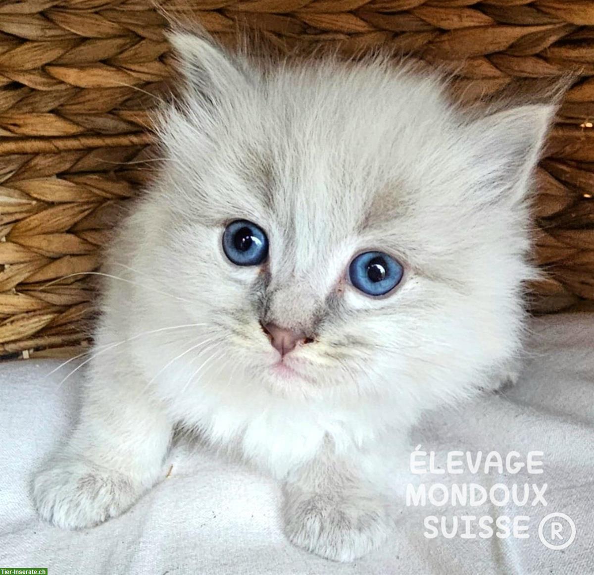 Bild 6: Süße Ragdoll Katzenbabys zu verkaufen