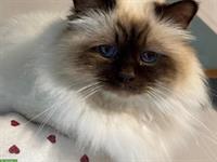 Heilige Birma Kater sehr anhänglich sucht Lebensplatz