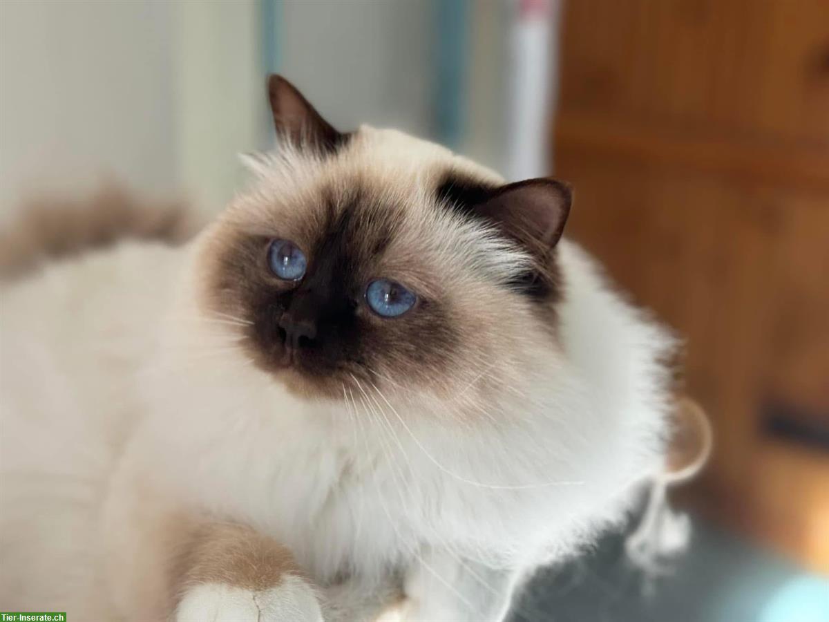 Bild 2: Heilige Birma Kater sehr anhänglich sucht Lebensplatz