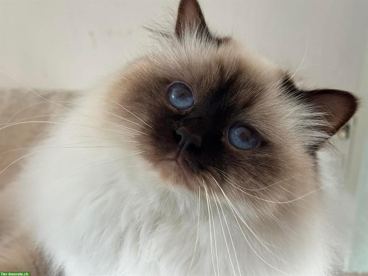 Bild 3: Heilige Birma Kater sehr anhänglich sucht Lebensplatz