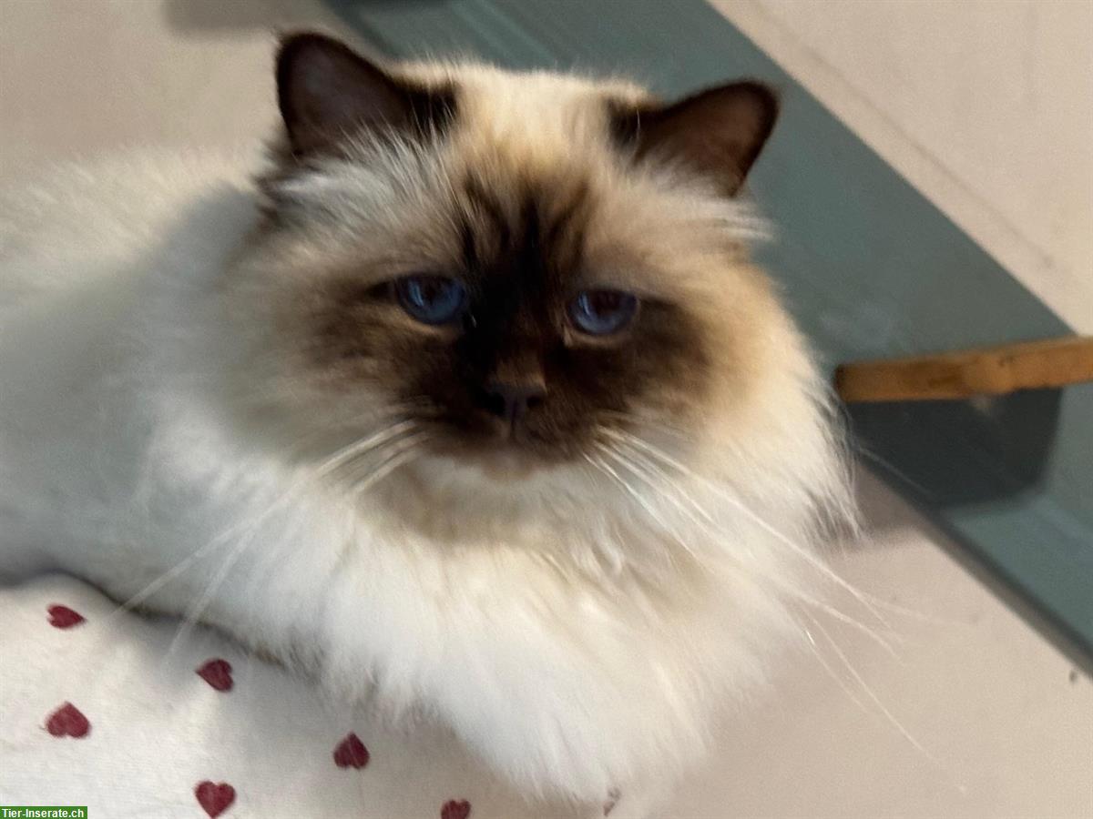 Bild 4: Heilige Birma Kater sehr anhänglich sucht Lebensplatz