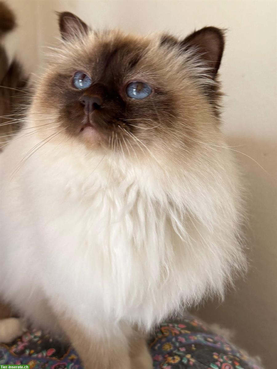 Bild 5: Heilige Birma Kater sehr anhänglich sucht Lebensplatz