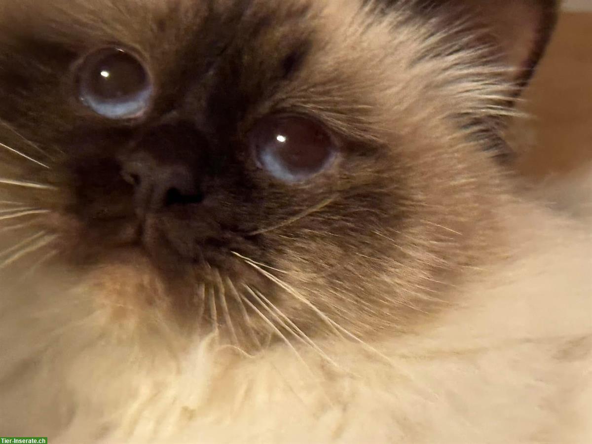 Bild 6: Heilige Birma Kater sehr anhänglich sucht Lebensplatz