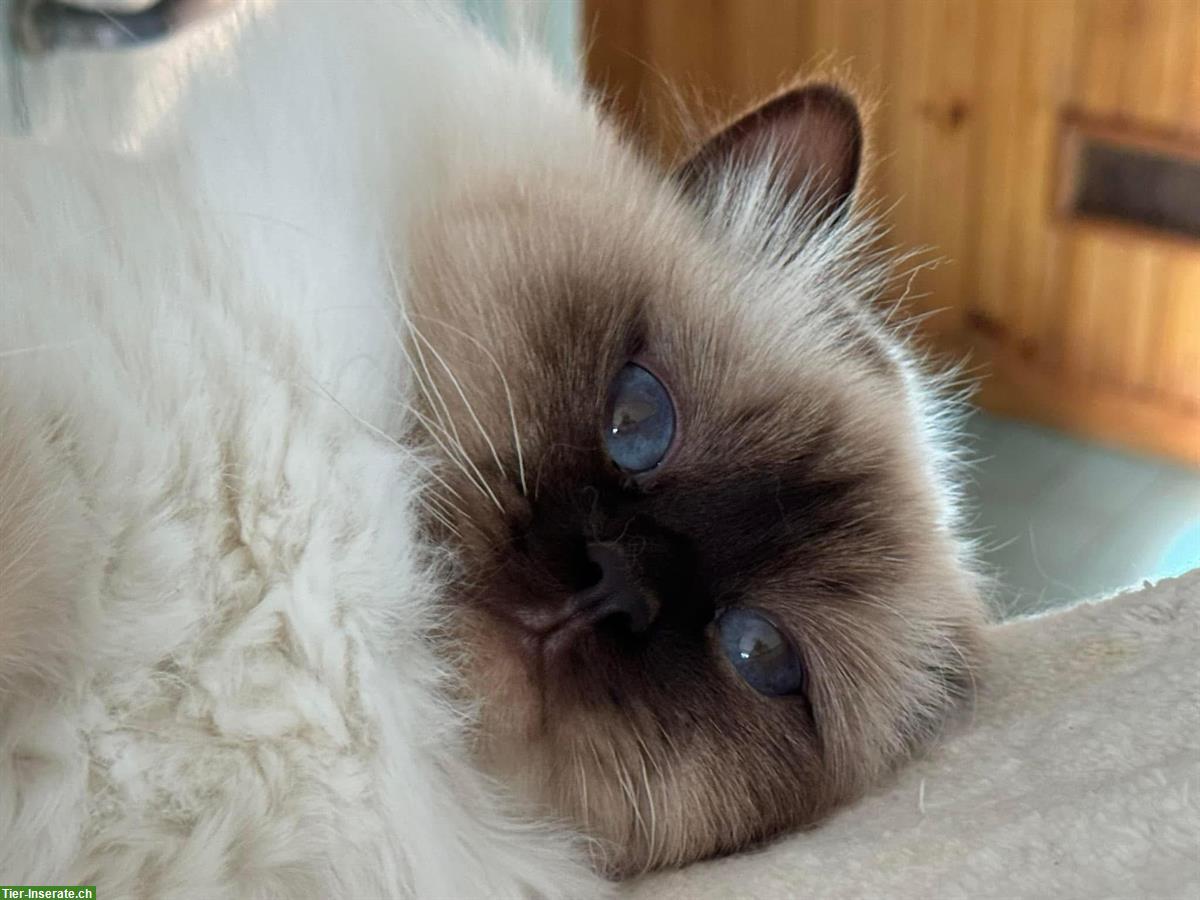 Bild 7: Heilige Birma Kater sehr anhänglich sucht Lebensplatz