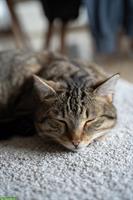 Liebevoller Kater kastriert sucht ein neues Zuhause