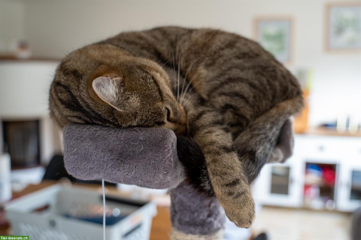 Bild 2: Liebevoller Kater kastriert sucht ein neues Zuhause