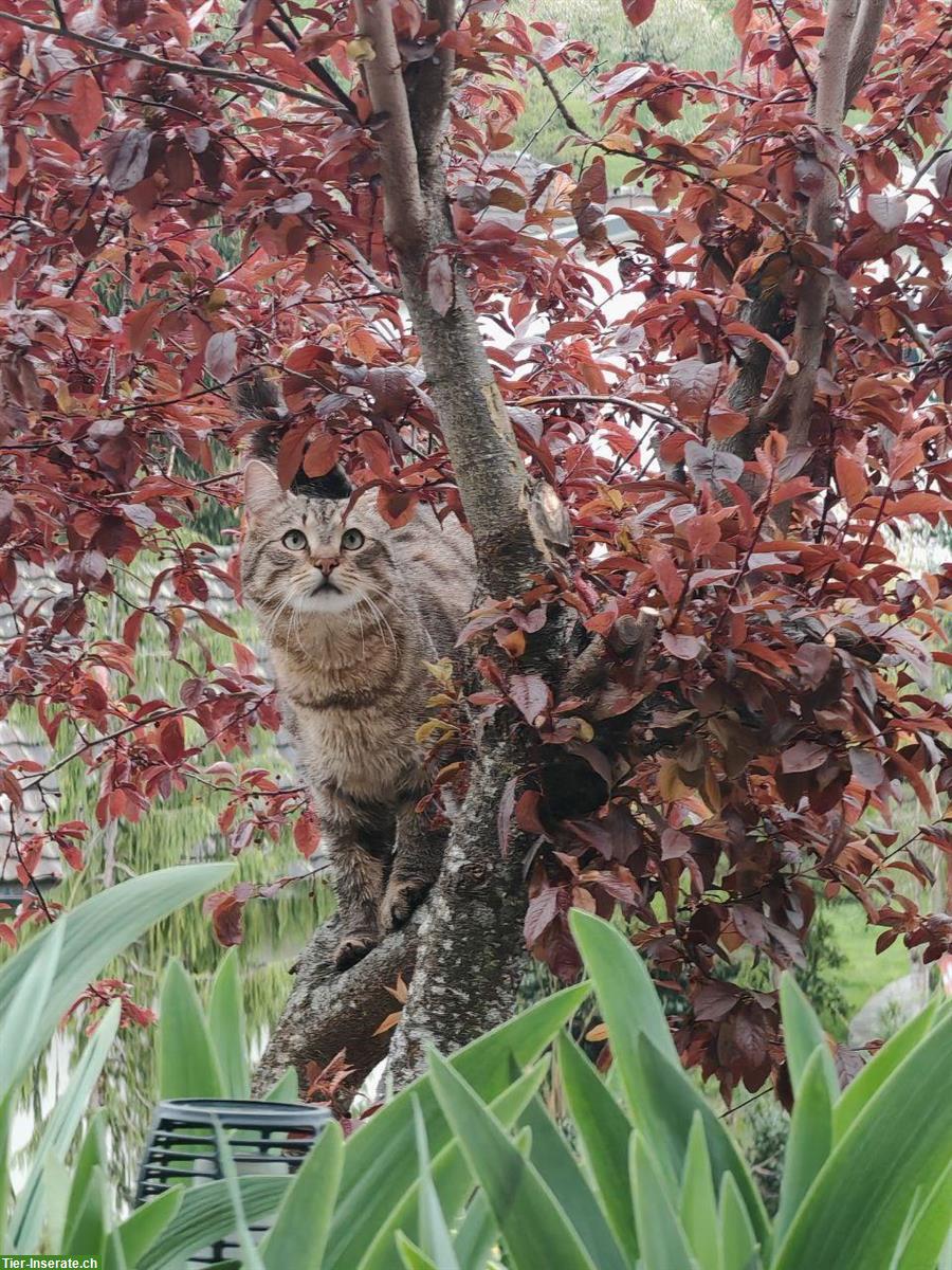 Bild 3: Liebevoller Kater kastriert sucht ein neues Zuhause