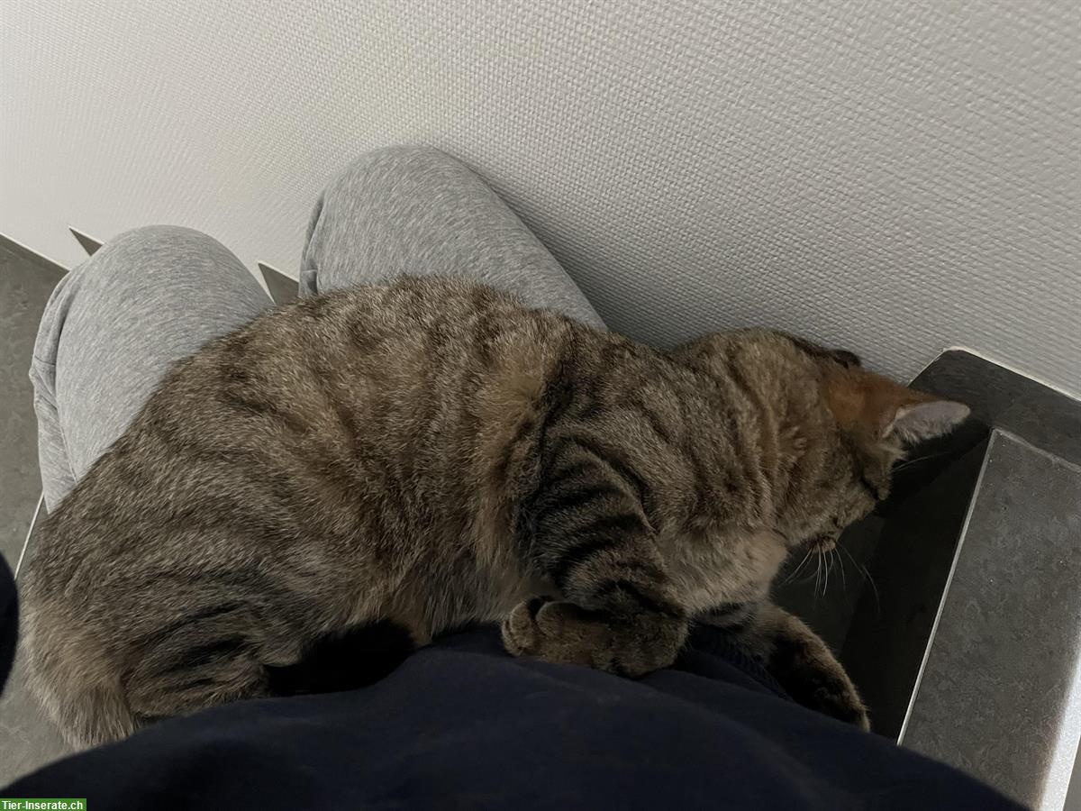 Bild 4: Liebevoller Kater kastriert sucht ein neues Zuhause