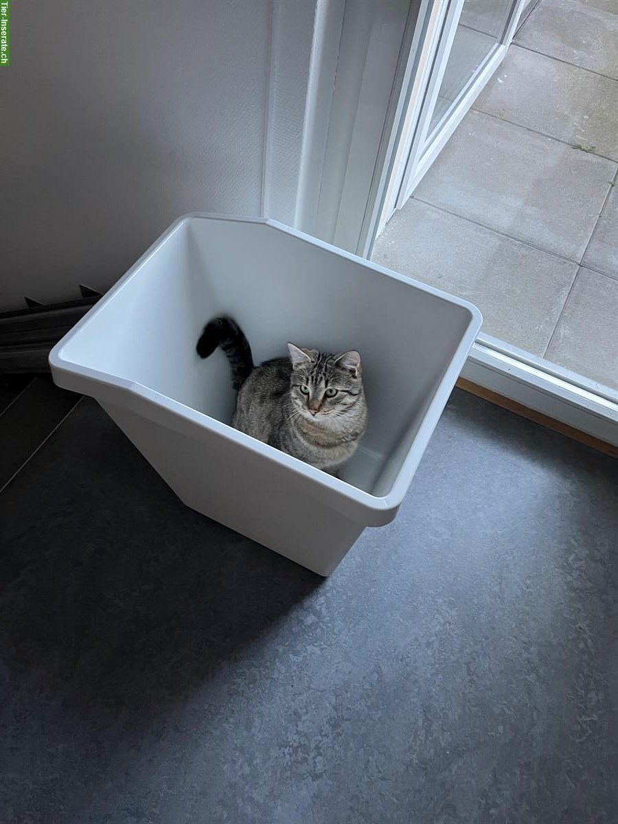 Bild 5: Liebevoller Kater kastriert sucht ein neues Zuhause