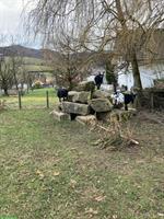 3 zutrauliche Ziegen abzugeben