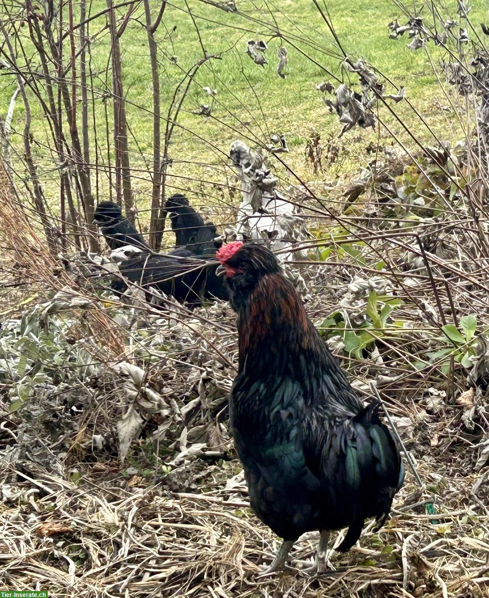 Hahn mit 2 Hennen und Küken aus Naturbrut