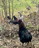 Hahn mit 2 Hennen und Küken aus Naturbrut