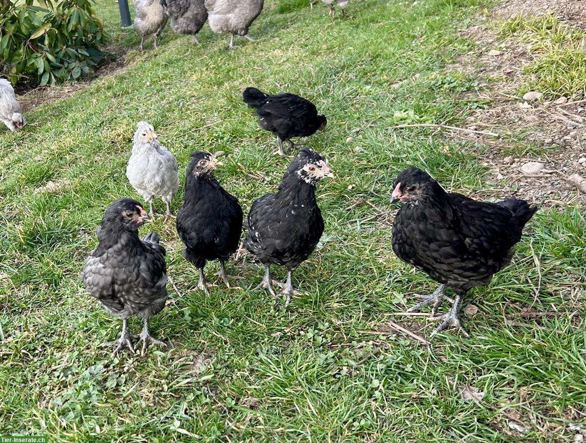 Bild 2: Hahn mit 2 Hennen und Küken aus Naturbrut