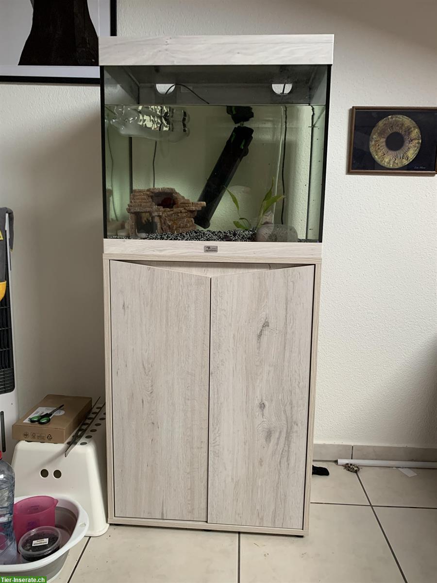 2 Axolotl inkl. Aquarium und Untermöbel zu verkaufen