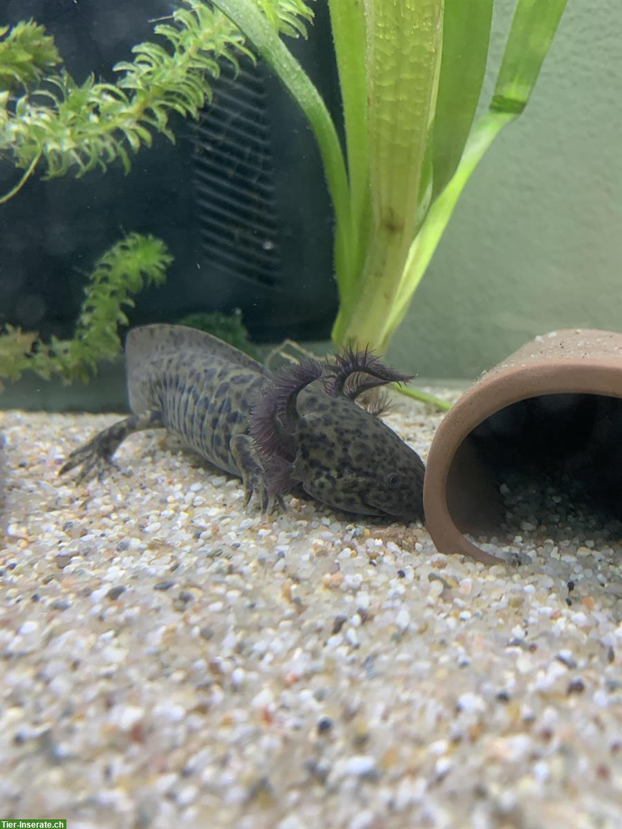 Bild 2: 2 Axolotl inkl. Aquarium und Untermöbel zu verkaufen
