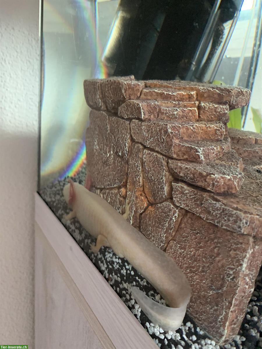 Bild 3: 2 Axolotl inkl. Aquarium und Untermöbel zu verkaufen
