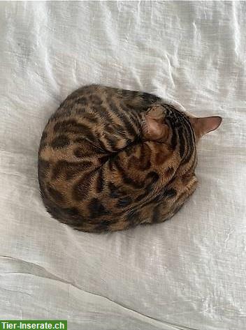 Bengal Katze sucht ein Zuhause mit Garten