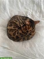Bengal Katze sucht ein Zuhause mit Garten